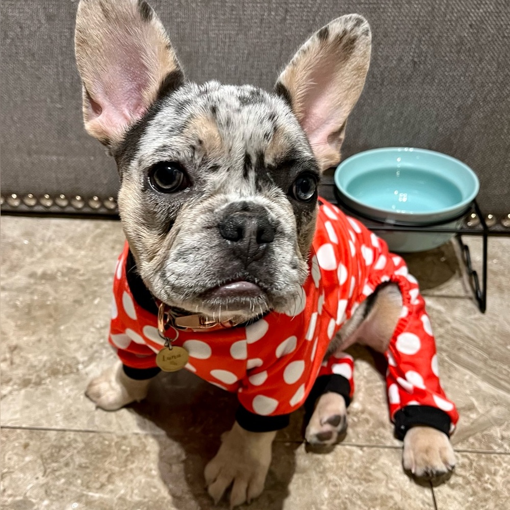 Red & white polka dot dog pj